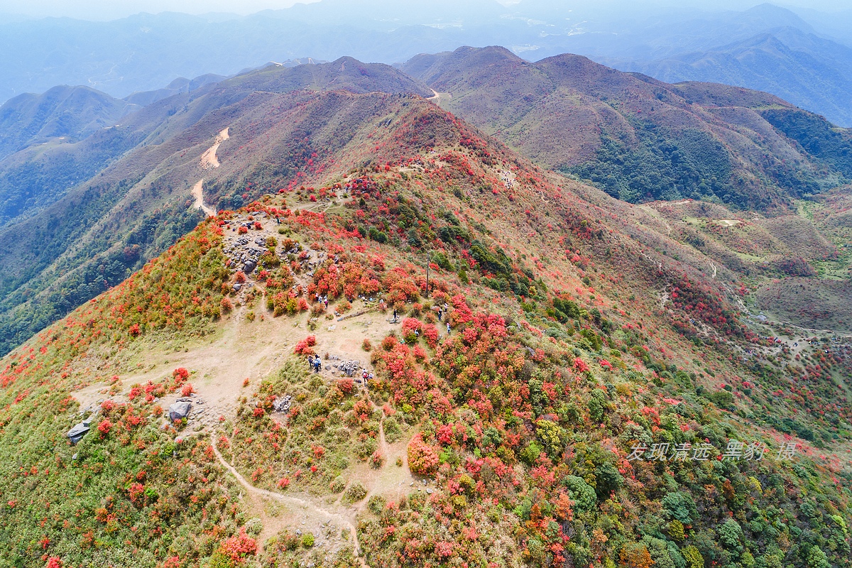 走最远的路,航拍广东最壮美的野生杜鹃花海