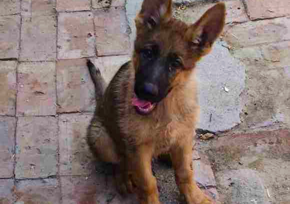 德牧对主人低吼说明什么,德牧对陌生人态度