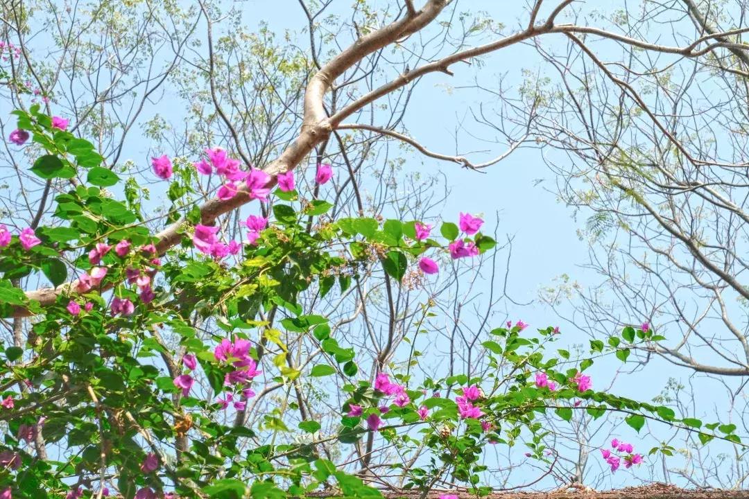 如今的世界之窗,介绍世界之窗