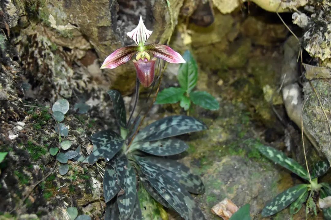 天价兰花成交,昂贵的野生兰花