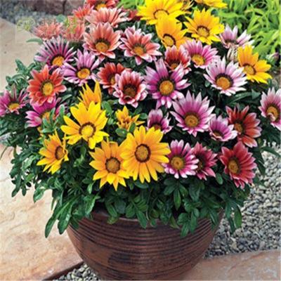 适合养老桩的菊花,适合室内养的小菊花