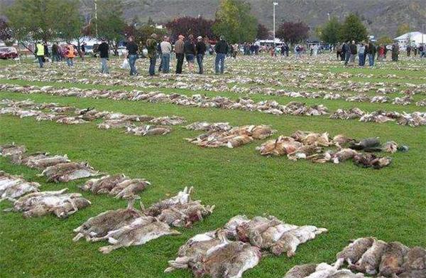 为解决澳洲泛滥成灾的兔子,直接出动轰炸机,四川人:暴殄天物