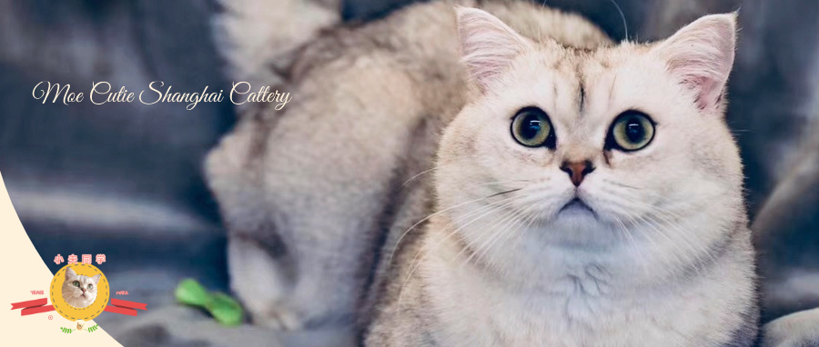 英短猫长大后是什么样的,英短猫的成长大小跟什么有关