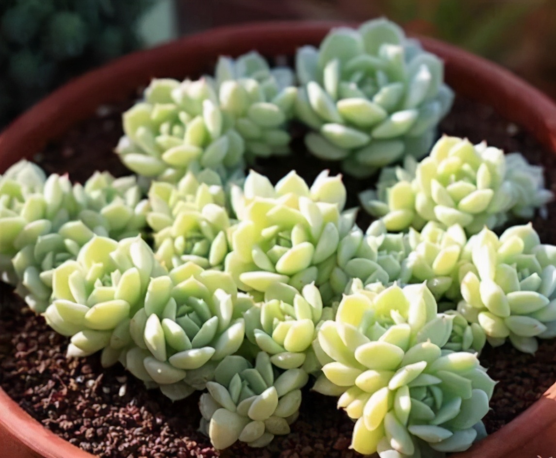 新手夏天养多肉5个保命秘籍,多肉高温雨季如何度夏养护