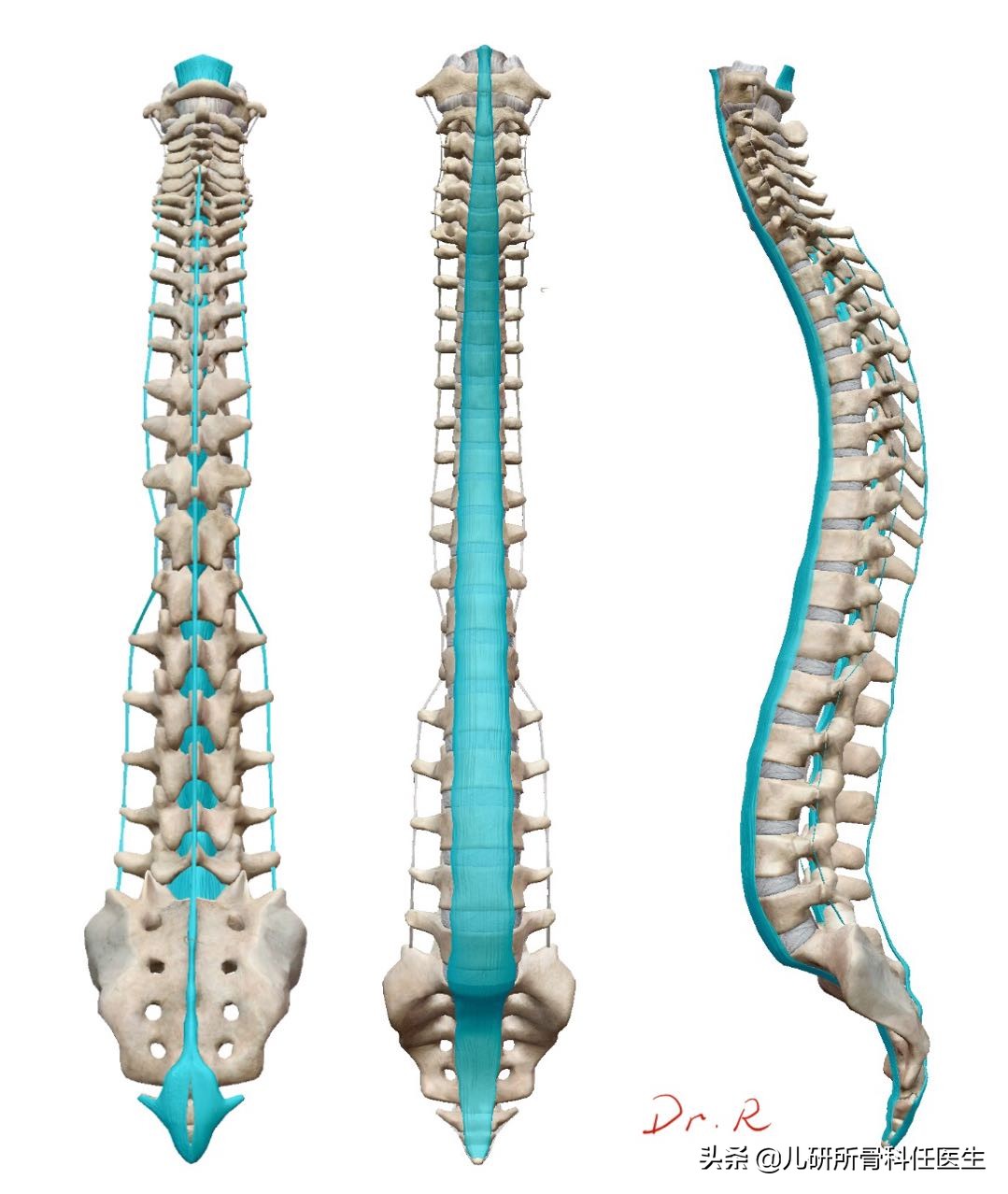 孩子体虚引起的含胸驼背怎么矫正,男孩含胸驼背如何自我矫正视频