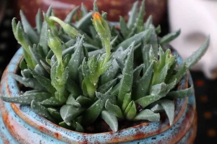 多肉名字怎么记,多肉的品种图片及名字寓意