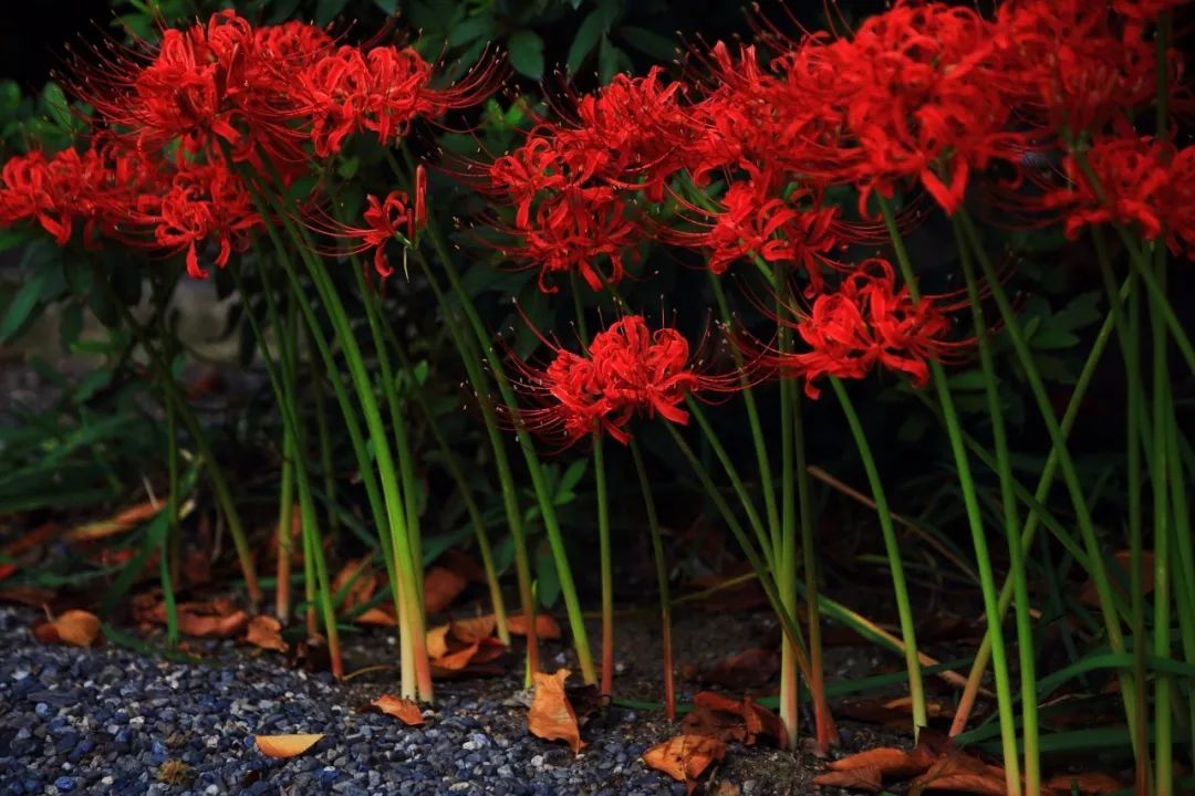 被误读的彼岸花，就是“阑边不见蘘蘘叶，砌下惟翻艳艳丛”之石蒜