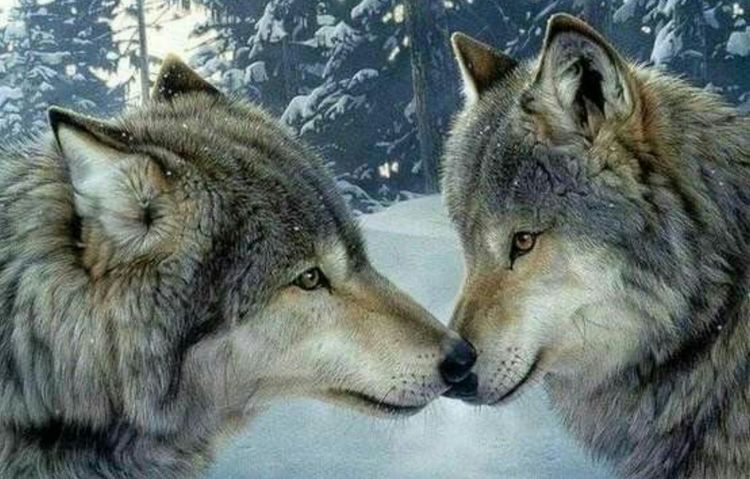 狼图腾电影与狼共舞美国,《狼图腾》