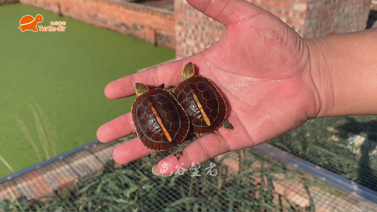 黄缘龟底板有异色可以养吗,黄缘龟背甲颜色淡