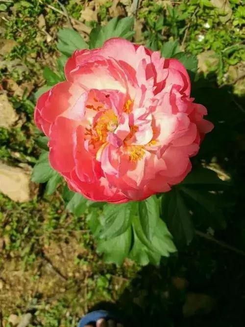 芍药的养护方法,刚买回来的芍药种上以后怎么养护