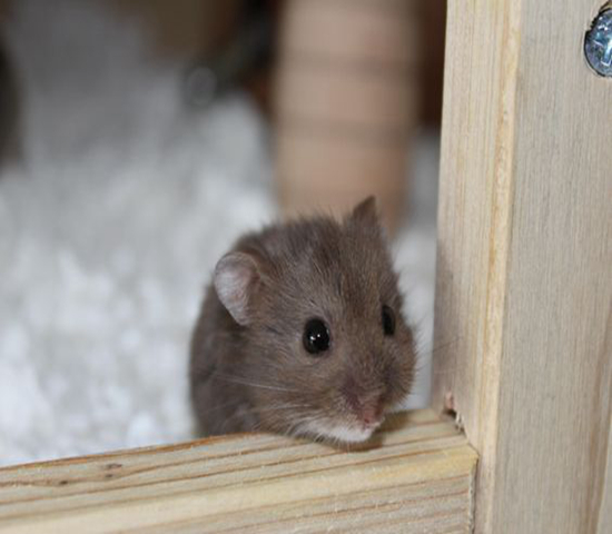 仓鼠骨折自救,仓鼠轻微骨折需要喂给他什么