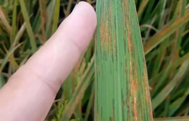 水稻赤枯病怎么防治最好,水稻幼苗赤枯最佳治疗方法