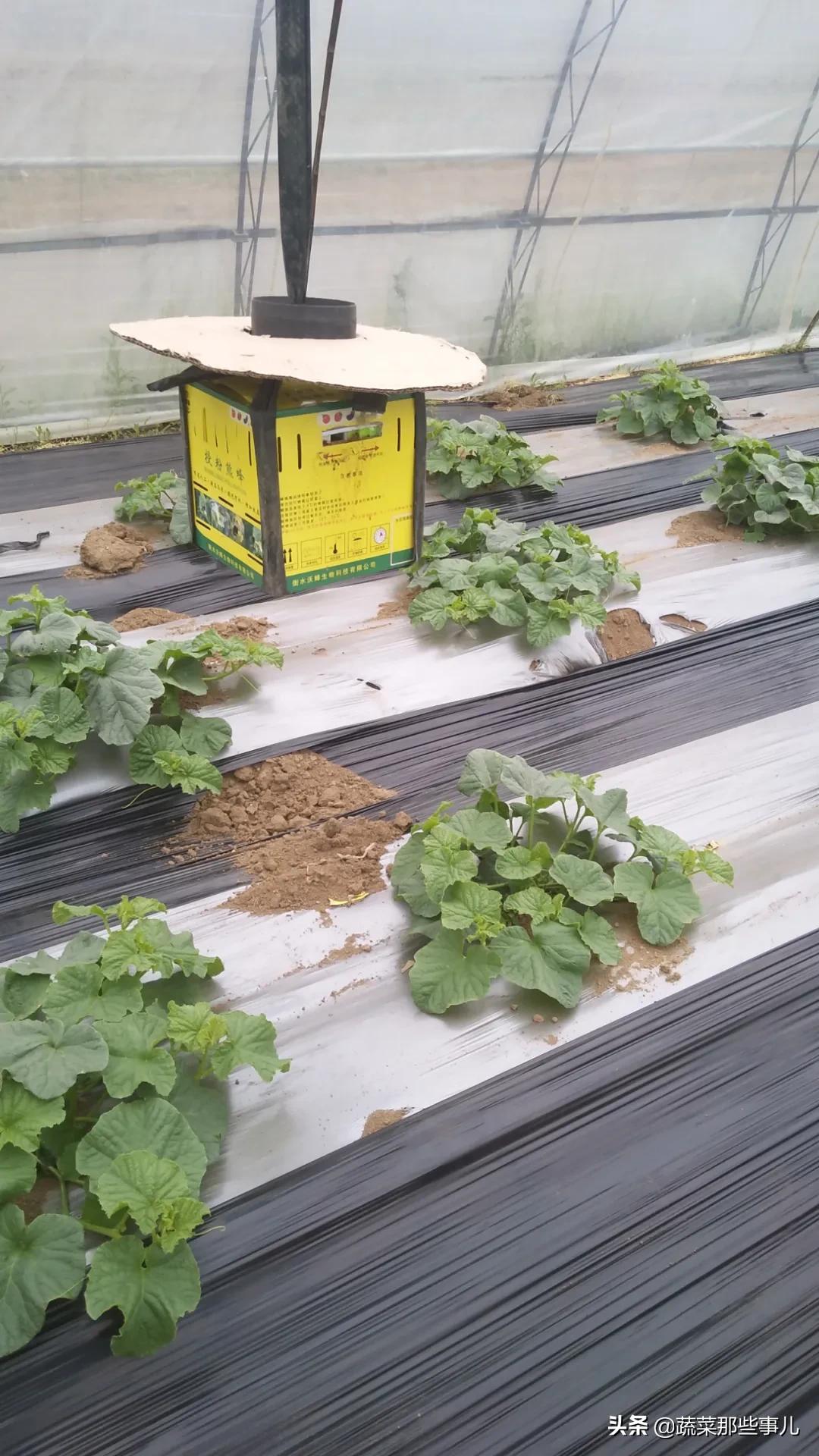 如何种植甜瓜质量好产量高,最漂亮的甜瓜种植技术