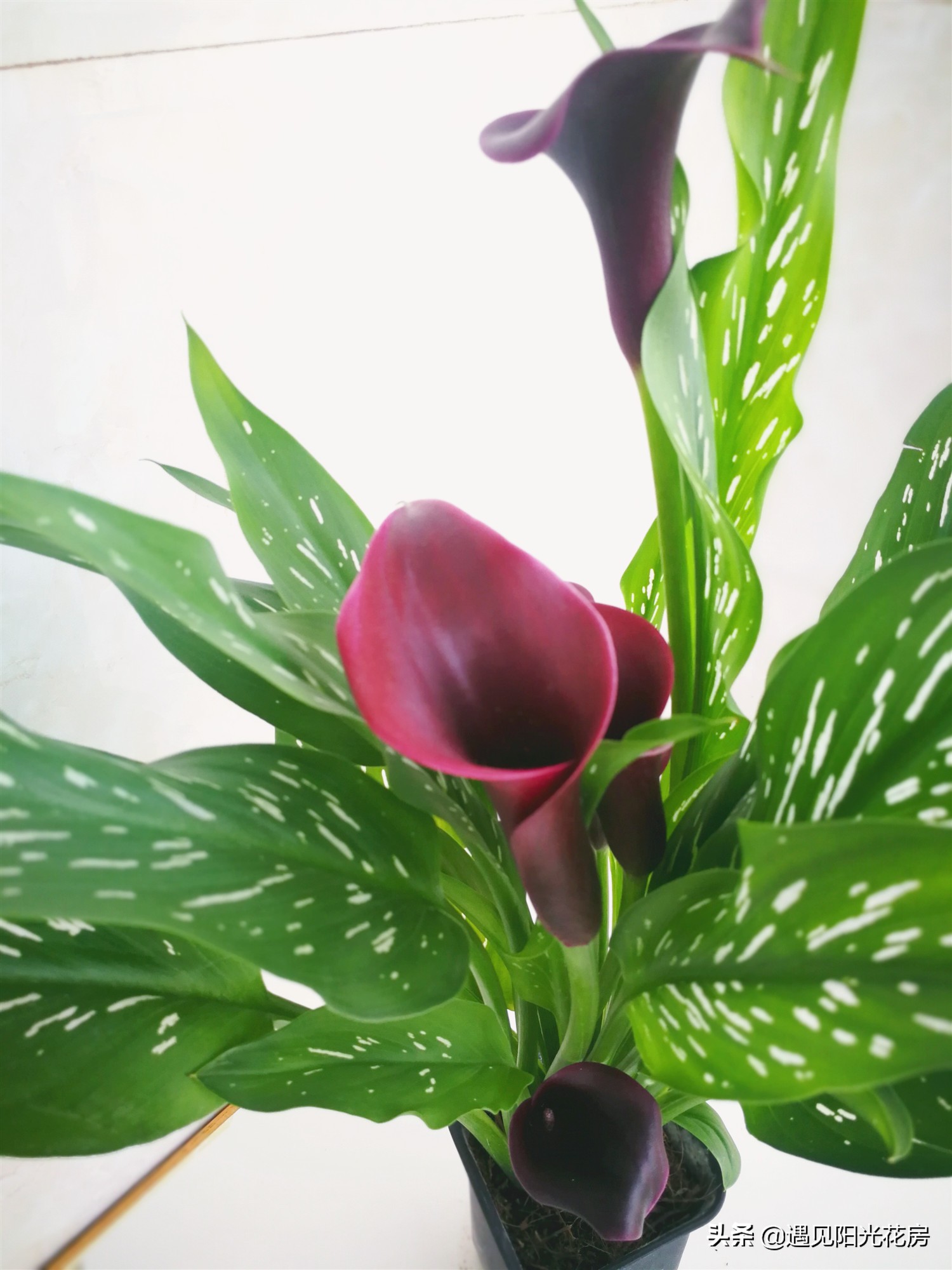 家庭种植水培马蹄莲是没有农药吗,马蹄莲的正确水培方法和注意事项