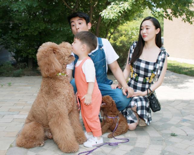 细数巨型贵宾犬的优缺点,怎么样才能够把巨型贵宾犬养好