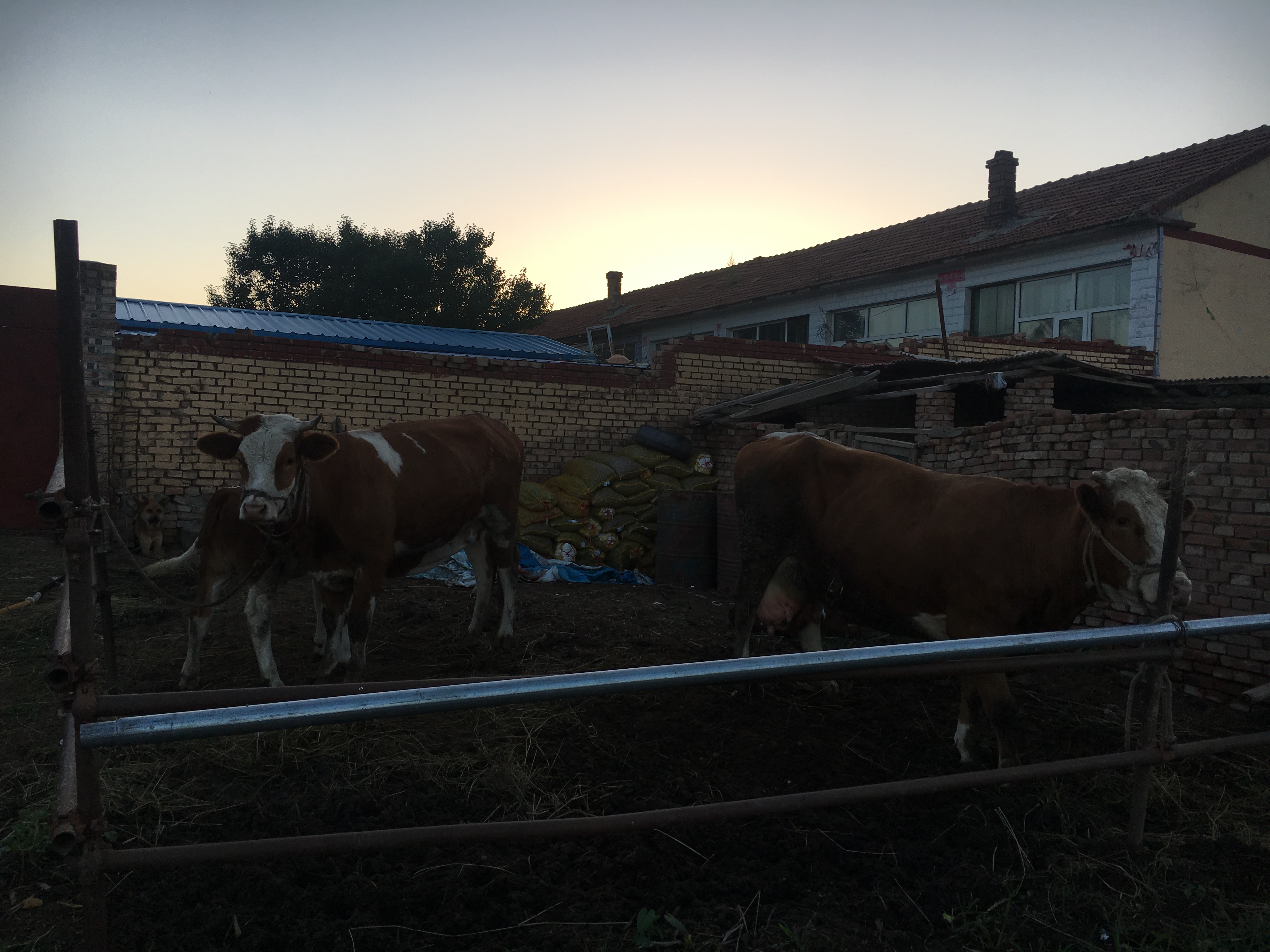 张北草原天路和野狐岭哪个好玩,张北草原自驾游野狐岭入口