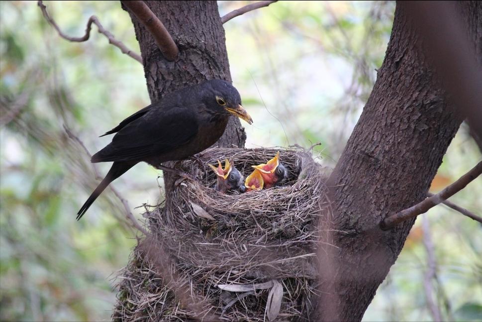 鸟窝朝上下雨是什么原因,下雨天鸟窝怎么解决的