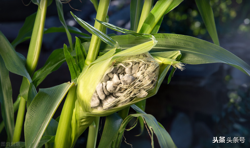 玉米上面的黑色菌叫什么,玉米上的黑疙瘩