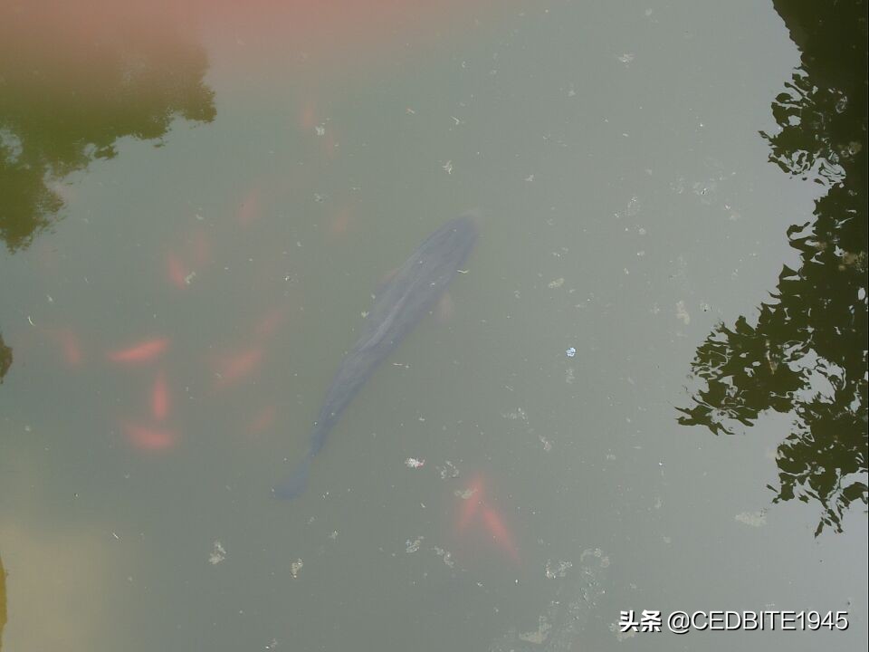 怎么驯养一年以上的虎皮,怎么培养黑猪品种视频