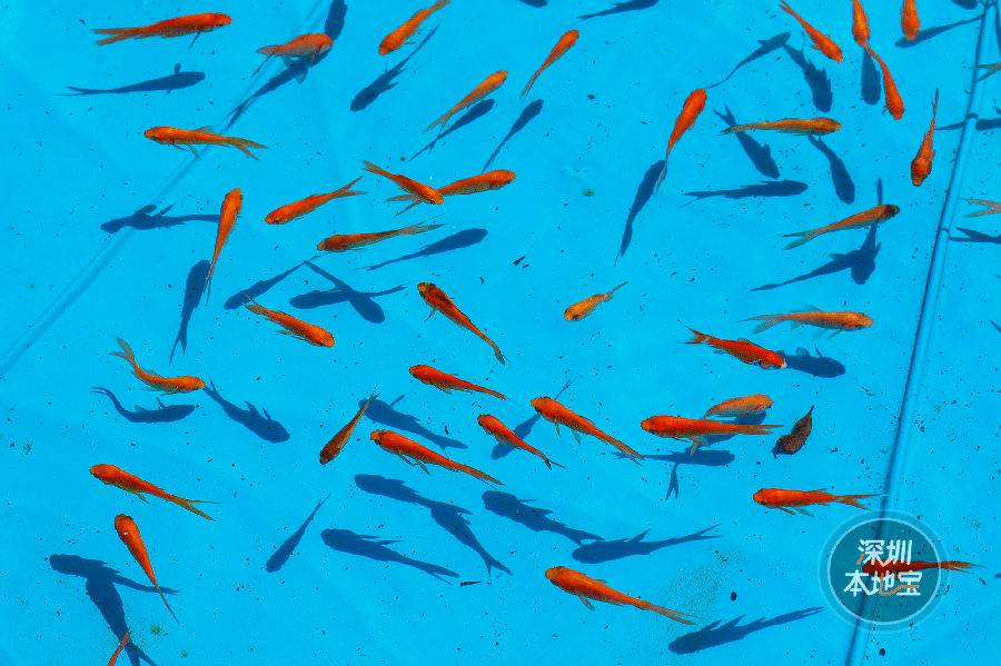 世界花卉大观园遛娃好去处,大观园遛娃攻略