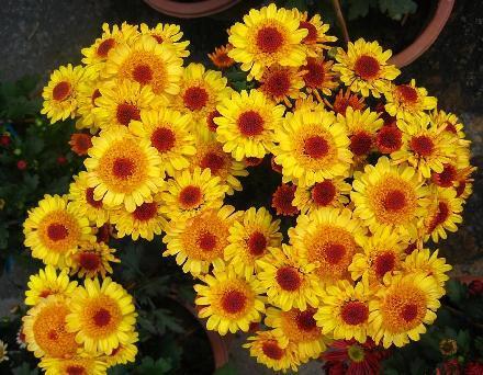 临沂翠菊培育,翠菊培育