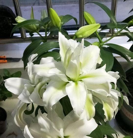 养花指南香水百合,香水百合怎么养花不容易枯萎