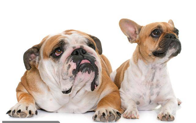 法国斗牛犬怎么养视频,英国斗牛犬和法国斗牛犬哪个好养