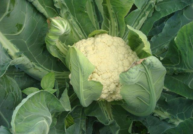花菜不结球,花菜结球了还要施肥吗