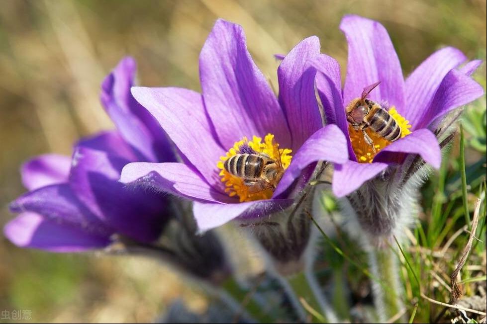 紫罗兰盆栽养殖方法,紫罗兰盆栽怎么养好