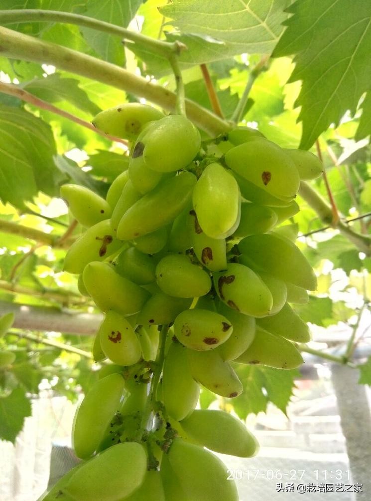 病害：这些图例都是黑痘病，危害很大，注意平时防范