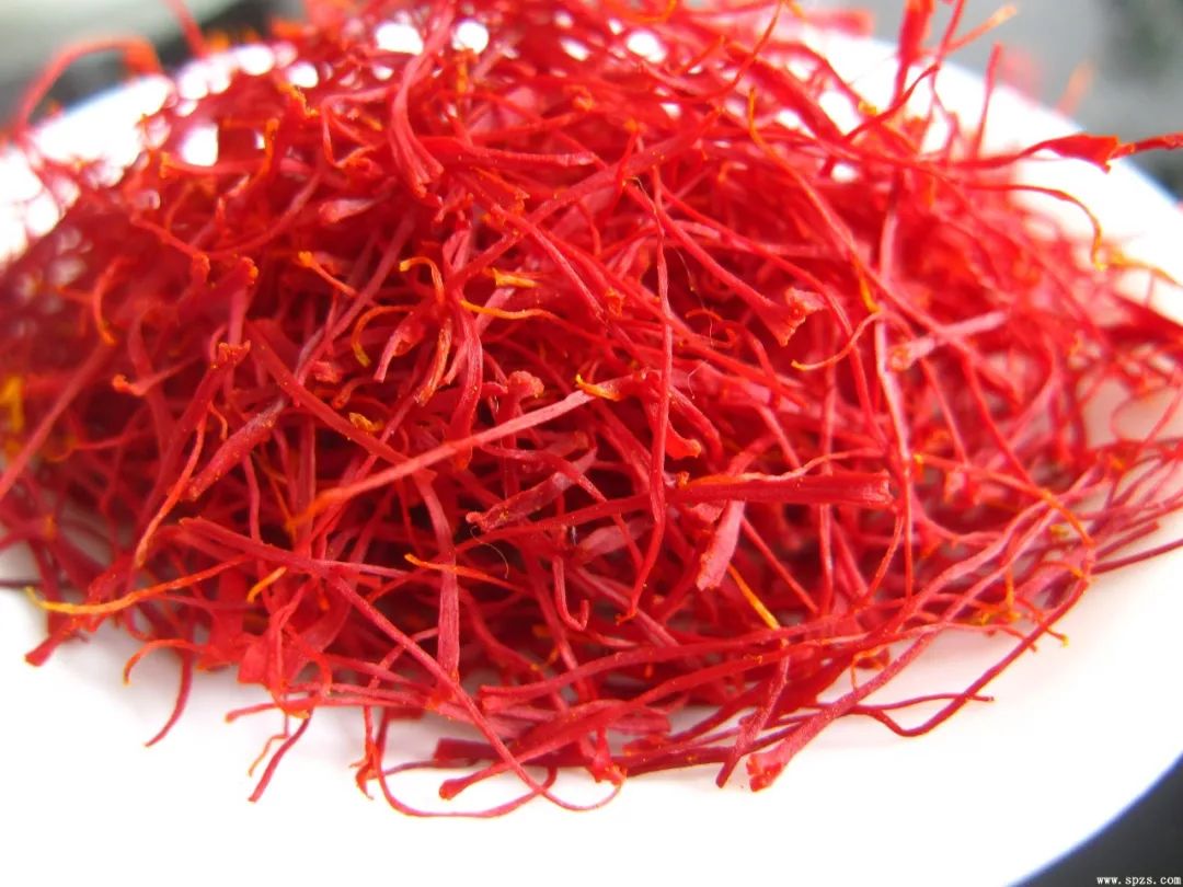 带花苞西红花,揭开花中黄金藏红花的神秘面纱