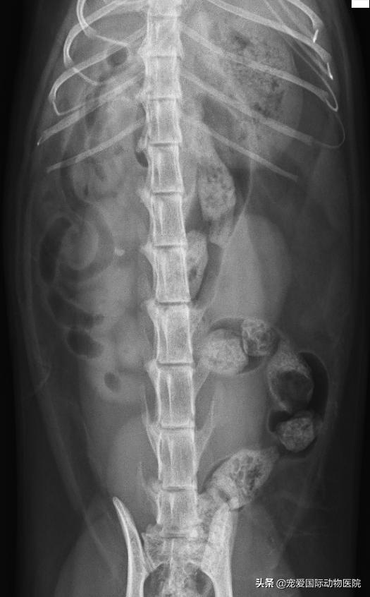 难以言说的疼完整版,猫咪肾结石的症状都有什么