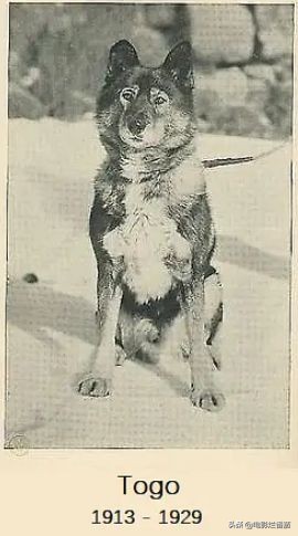 二哈多哥极限逃跑,多哥为什么跟其他哈士奇不一样