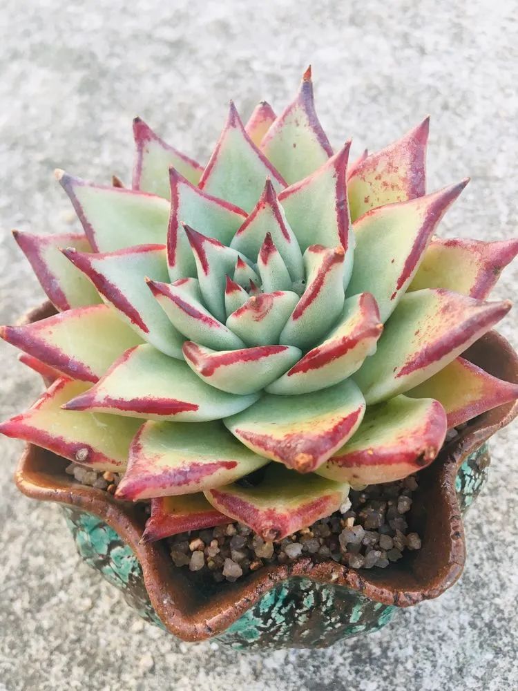 五颜六色的透明多肉,颜色超好看的多肉