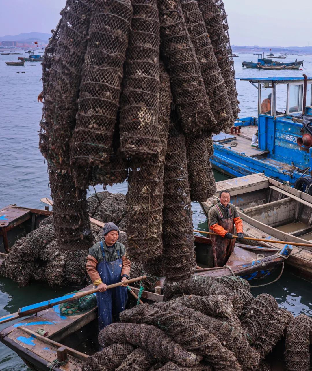 秋冬种植忙播种来年新希望,荣成扇贝分苗视频