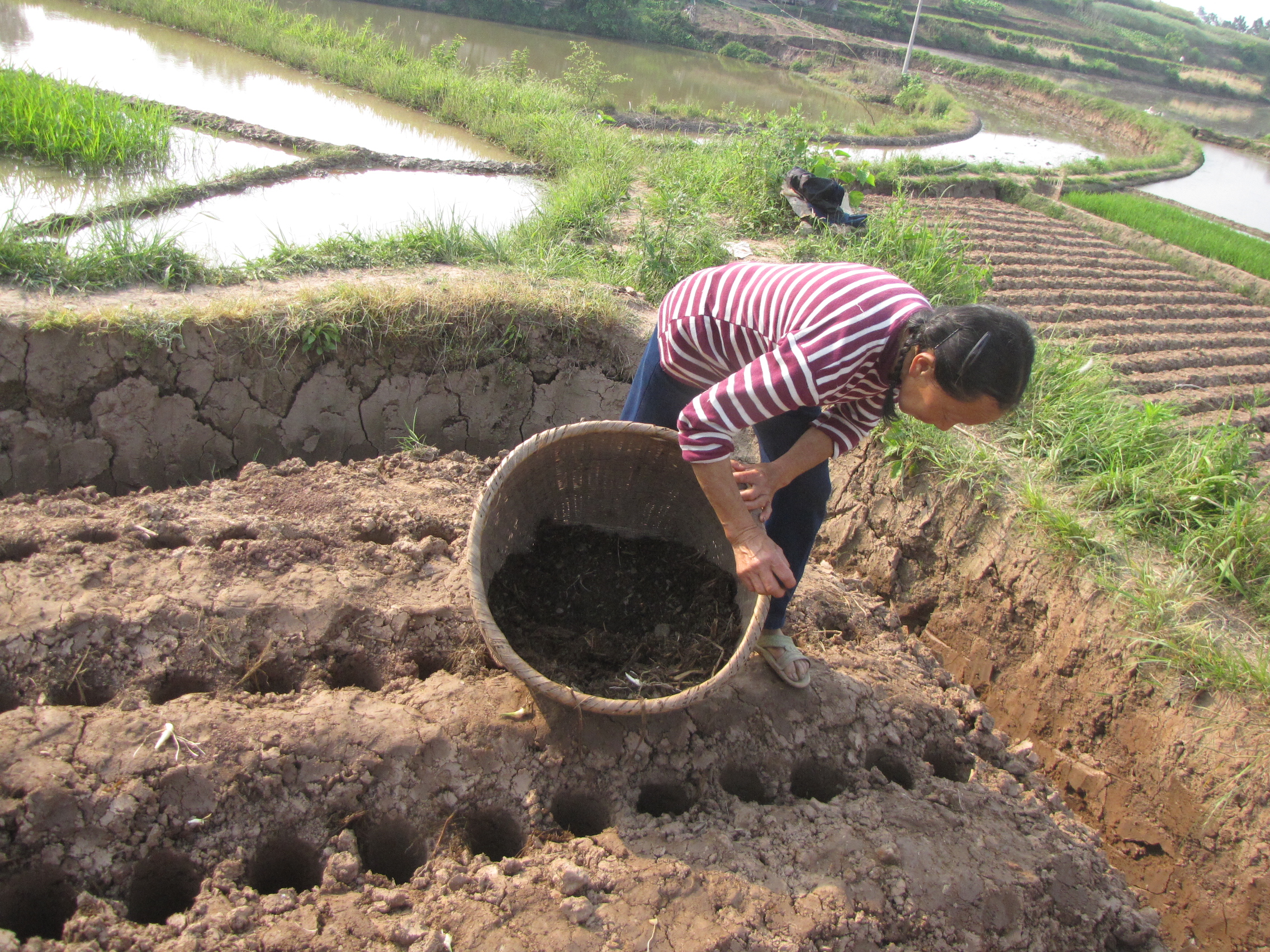 撬窝种植生姜,姜窝种植技术视频