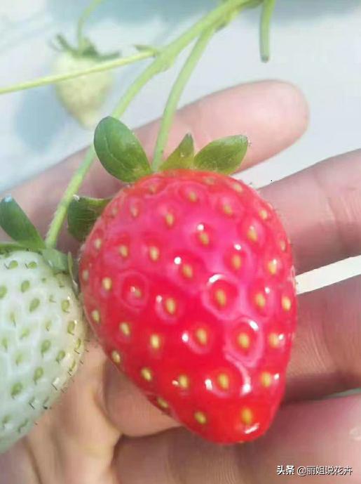 丽姐说花卉教程,丽姐讲草莓种植技术