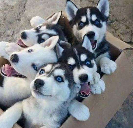 宠物狗品种大全热门宠物排行,长耳朵黑黄宠物狗是什么品种