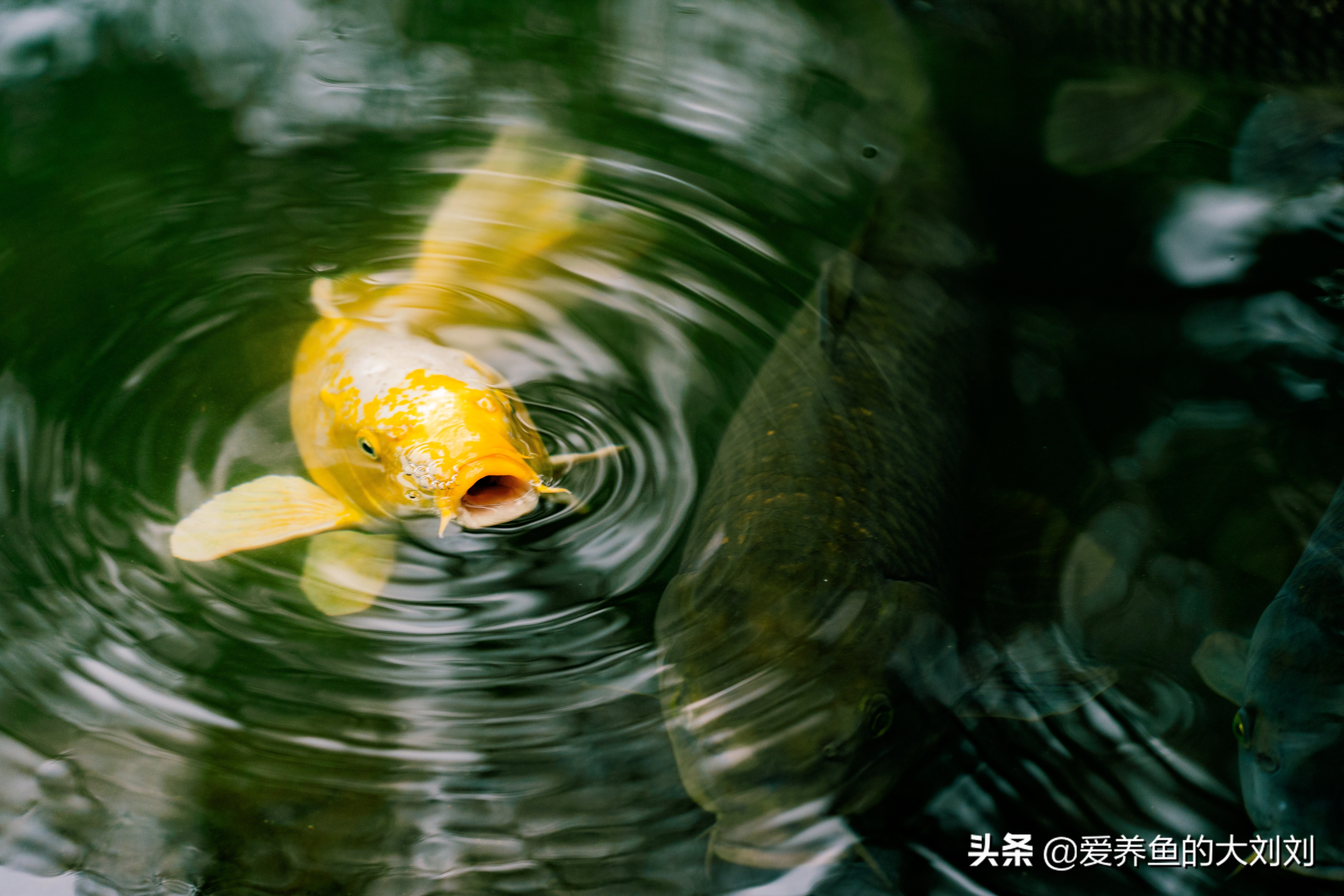 大蒜对锦鲤有什么好处,大蒜多久喂一次锦鲤