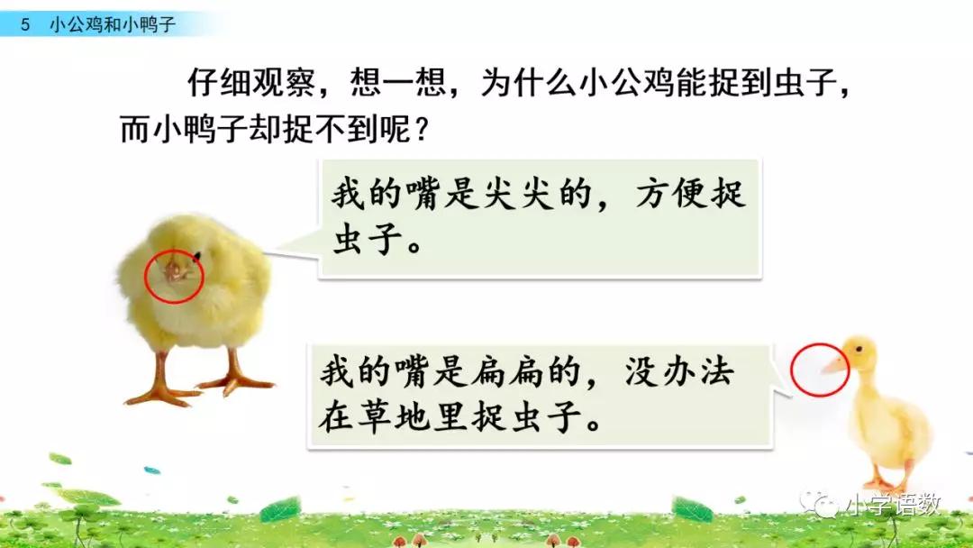 一年级下册第5课小公鸡和小鸭子,小公鸡和小鸭子一年级下册生字