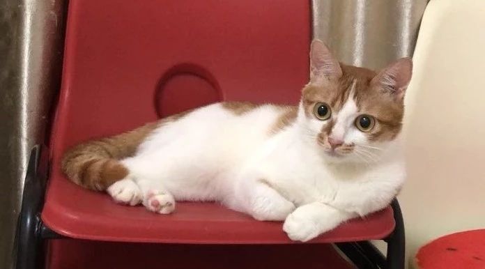 猫罐头里卡拉胶的危害,猫罐头里加卡拉胶正常吗