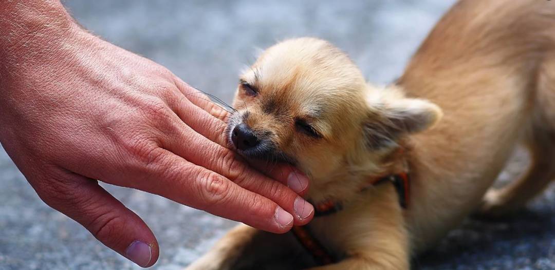 毛孩子吃药吐出来怎么办,毛孩子中毒喝水自救