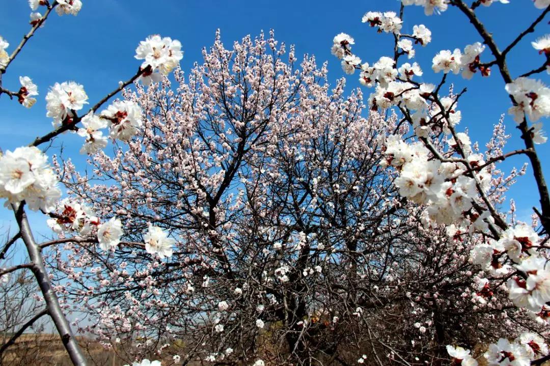 美丽乡村百花开,美丽乡村百花节