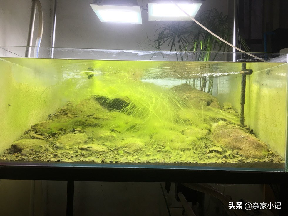 原生缸加热推荐,不用过滤器的原生缸