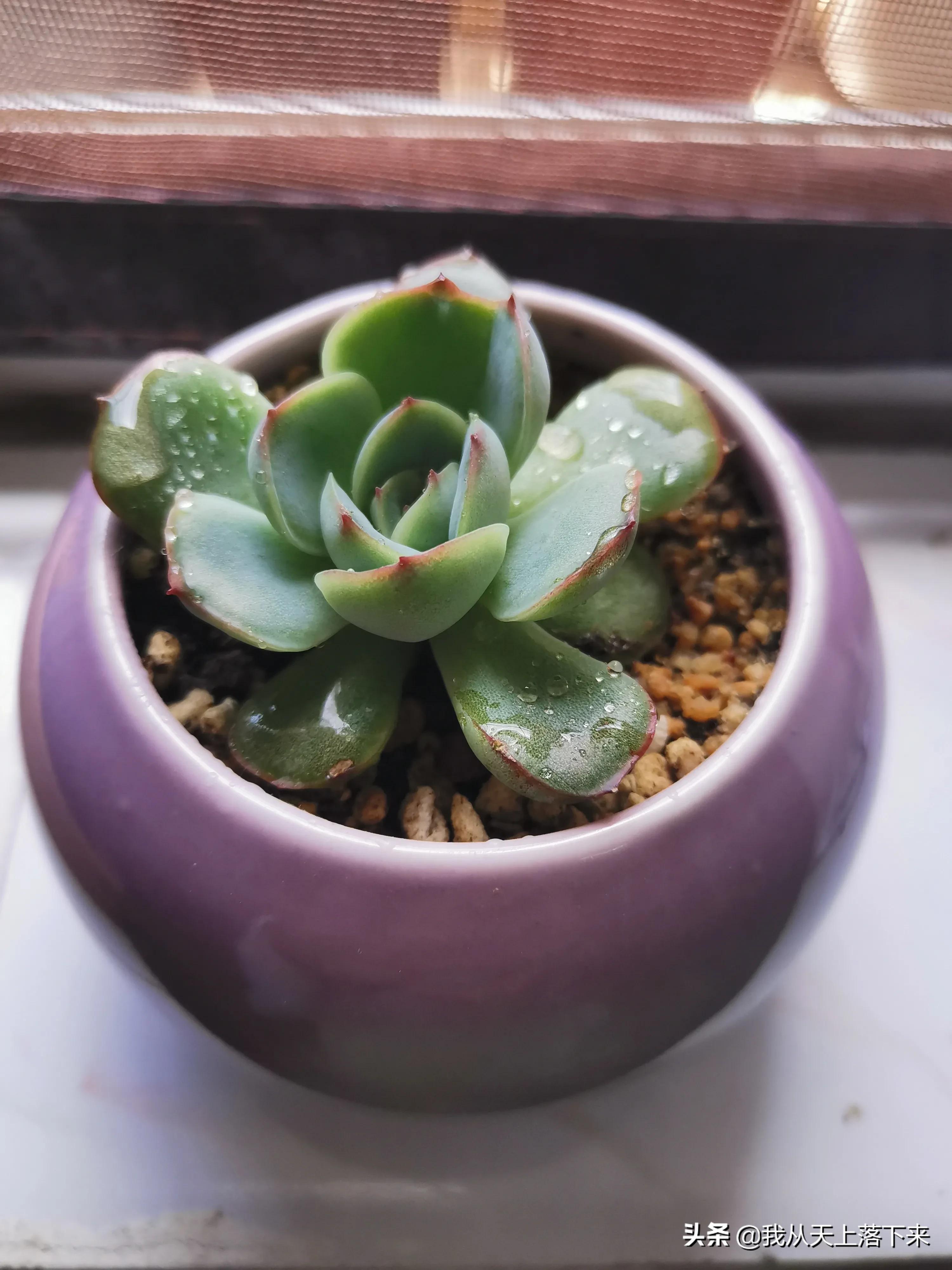 89种常见多肉植物品种图，实物拍摄，还不认识的小伙伴赶紧收藏好