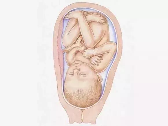 图文详解：胎儿各月的生长重点，干货可收藏