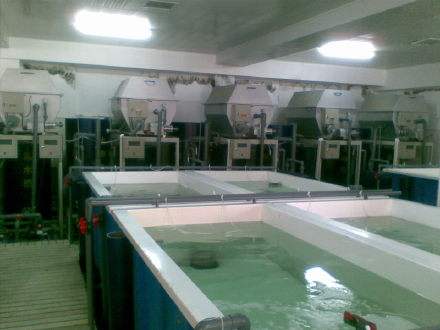 海胆的养殖,世界海胆养殖