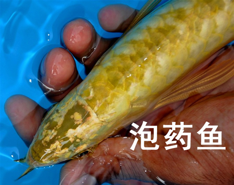 龙鱼用药大全图解,怎么分辨龙鱼是药泡的