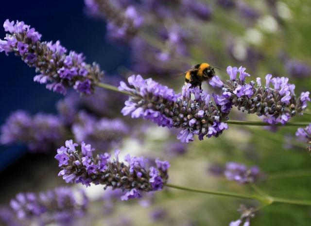 感念师恩的古诗100首,写感谢师恩的古诗词