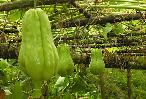 外形特殊被炒作，市场上卖十元一斤，农民却销售无门，问题在哪里